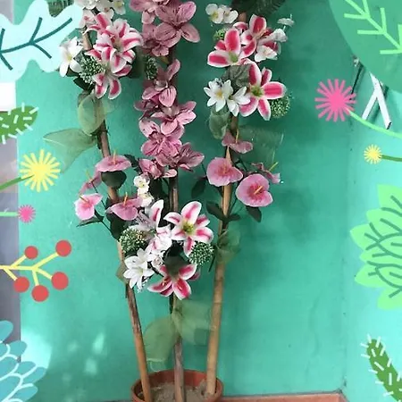 Bed & Breakfast New Prophet Cattolica