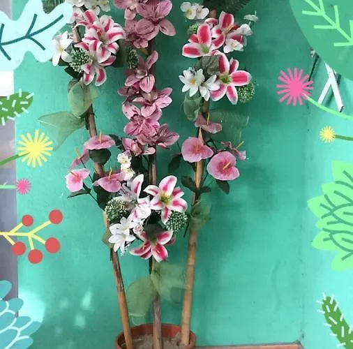 B&B New Prophet 카톨리카